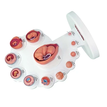 4D Анатомическая Модель Развития Человеческого Эмбриона, Обучающая Органу Роста Плода Alpinia Assembled Toys