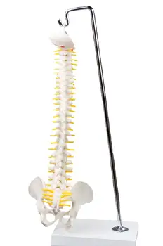 Модель позвоночного столба 45 см с анатомией таза Медицинское учебное пособие по подвешиванию костей позвоночника
