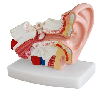 1,5 X анатомия уха модель лабиринта внутреннего уха модель слуховой системы человека, модель ЛОР-системы человека